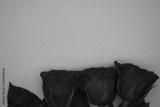 preview bw