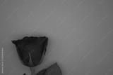 preview bw