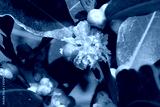 preview cold