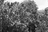 preview bw