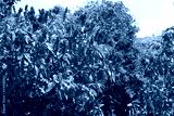 preview cold