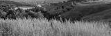 preview bw