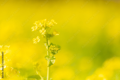 image to crop