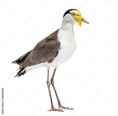 image to crop