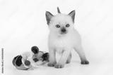preview bw