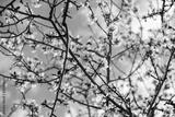 preview bw