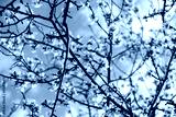 preview cold