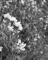 preview bw