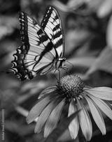 preview bw