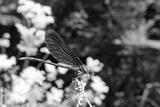 preview bw