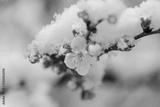 preview bw