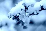 preview cold