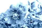 preview cold