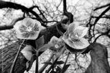 preview bw
