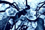 preview cold