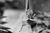 preview bw