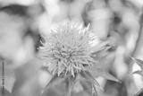 preview bw
