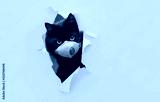preview cold