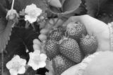 preview bw