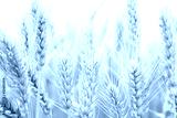 preview cold