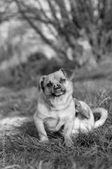 preview bw