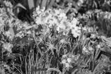 preview bw