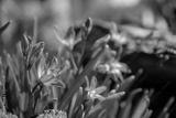 preview bw