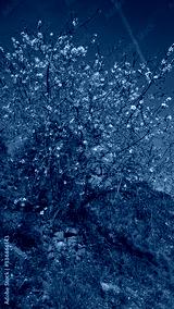 preview cold