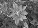 preview bw