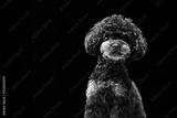 preview bw