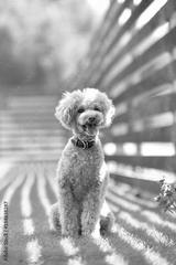 preview bw