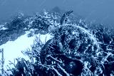 preview cold