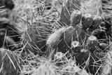 preview bw