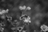 preview bw