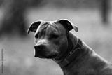 preview bw