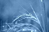 preview cold