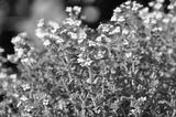 preview bw
