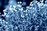 preview cold