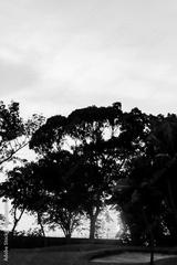 preview bw