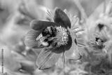 preview bw