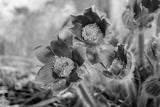 preview bw