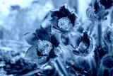 preview cold