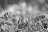 preview bw
