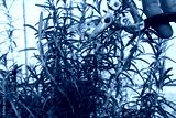 preview cold