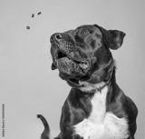preview bw