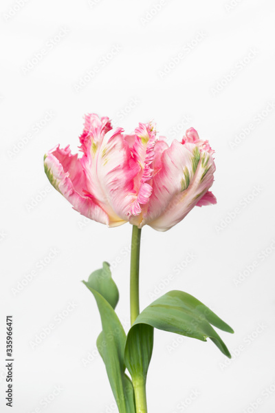 image to crop