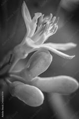 preview bw
