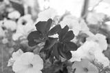 preview bw