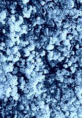 preview cold