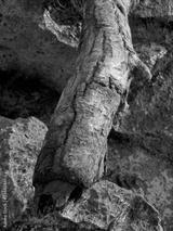 preview bw